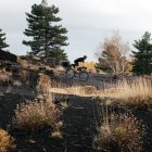 Imagen de Palta3 488